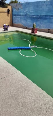 Where’s the Turtle - Client had called D&D Pool and Spa Services to get the pool back to enjoyable conditions. After 5 weeks a filter cleans and a lot of chemicals the pool is back to normal