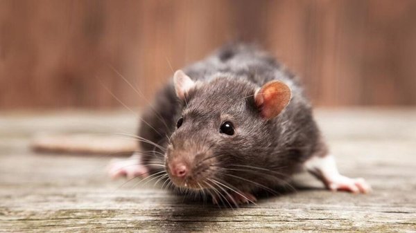 Rodent Prevention - Following a thorough inspection, CURA will set traps and make sure any entry points are securely shut to prevent any rodents from entering your home.