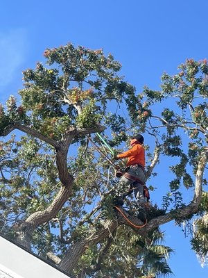CALIFORNIA ELITE TREE SERVICES & MAINTENANCE - Updated April 2025 - 135 ...