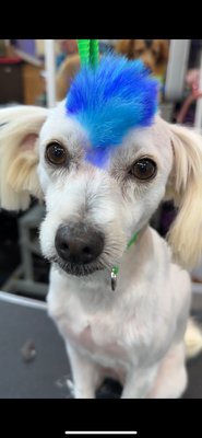 Mohawk with some color - Loving doing cats! WenDee’s been cat grooming for most of her life. Mohawk with some color - Loving doing cats! WenDee’s been cat grooming for most of her life.