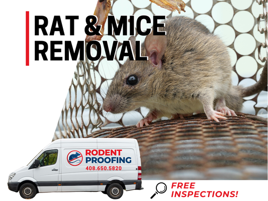 Rat & Mice Removal Services - Rat & Mice Removal Services Rat & Mice Removal Services - Rat & Mice Removal Services