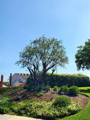 Olive tree trimmed in Brea California. - call for a free estimate. 562-360-2396 Olive tree trimmed in Brea California. - call for a free estimate. 562-360-2396