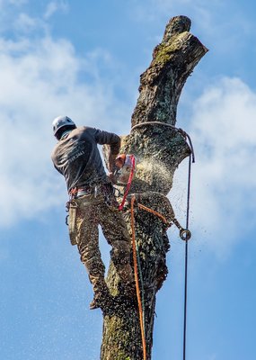 Tree Trimming and Removal - We removed a large dead oak tree that was in between two homes. Removal was completed in one day. Tree Trimming and Removal - We removed a large dead oak tree that was in between two homes. Removal was completed in one day.