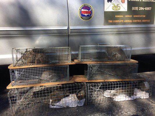 Squirrels in the Attic, Raccoons in the Crawlspace - These squirrels and raccoons were removed from a house in Murfreesboro. It's unusual for one building to have both at the same time, since raccoons will sometimes prey on squirrels, but in this case the squirrels had chewed their way into the attic and a female raccoon had broken through a foundation vent to have her babies in the crawlspace under the house. After completing a full inspection and identifying the entry points, we set traps and caught the squirrels and the mother raccoon. Then we located and removed the baby raccoons from a crevice in the crawlspace. Next, we sealed the entry points and humanely relocated and released the squirrels at a distant WMA and re-united the mother raccoon and her babies at a far-away wildlife rescue center that is equipped to care for them until they too can be released.
Critter Gitter Wildlife specializes in all types of wildlife removal and prevention in Murfreesboro and surrounding counties of middle Tennessee. Contact us today at 615-294-6957 for your wildlife removal service needs. Fast, Safe, and Humane trapping and removal of all nuisance wildlife, including birds, squirrels, moles, raccoons, skunks, groundhogs, armadillos, snakes, rats, mice, and more. Dead animal removal and cleanup. Affordable Prices. Satisfaction Guaranteed. We locate the animal entry-points and offer guaranteed repairs of animal damage to prevent future wild animal problems. Call Us Today! Squirrels in the Attic, Raccoons in the Crawlspace - These squirrels and raccoons were removed from a house in Murfreesboro. It's unusual for one building to have both at the same time, since raccoons will sometimes prey on squirrels, but in this case the squirrels had chewed their way into the attic and a female raccoon had broken through a foundation vent to have her babies in the crawlspace under the house. After completing a full inspection and identifying the entry points, we set traps and caught the squirrels and the mother raccoon. Then we located and removed the baby raccoons from a crevice in the crawlspace. Next, we sealed the entry points and humanely relocated and released the squirrels at a distant WMA and re-united the mother raccoon and her babies at a far-away wildlife rescue center that is equipped to care for them until they too can be released.
Critter Gitter Wildlife specializes in all types of wildlife removal and prevention in Murfreesboro and surrounding counties of middle Tennessee. Contact us today at 615-294-6957 for your wildlife removal service needs. Fast, Safe, and Humane trapping and removal of all nuisance wildlife, including birds, squirrels, moles, raccoons, skunks, groundhogs, armadillos, snakes, rats, mice, and more. Dead animal removal and cleanup. Affordable Prices. Satisfaction Guaranteed. We locate the animal entry-points and offer guaranteed repairs of animal damage to prevent future wild animal problems. Call Us Today!