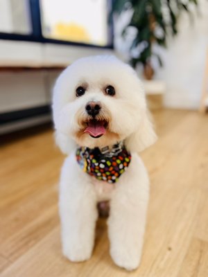 Dog Grooming - At Aroma Pets, we specialize in personalized styling to make your furry friend look and feel their best. From breed-specific cuts to styles, our gentle approach ensures a comfortable and stress-free grooming experience.