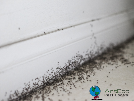 Ant Removal & Treatment - AntEco Pest Control – Effective Ant Removal & Treatment
Don’t let ants take over your home or office! AntEco Pest Control offers specialized ant removal and treatment services, using environmentally friendly methods to fully eliminate ant infestations and keep them from coming back. Their certified technicians provide thorough inspections, customized treatment plans, and ongoing maintenance options for year-round protection. Trust AntEco’s expertise to keep your space ant-free—safely and effectively. Ant Removal & Treatment - AntEco Pest Control – Effective Ant Removal & Treatment
Don’t let ants take over your home or office! AntEco Pest Control offers specialized ant removal and treatment services, using environmentally friendly methods to fully eliminate ant infestations and keep them from coming back. Their certified technicians provide thorough inspections, customized treatment plans, and ongoing maintenance options for year-round protection. Trust AntEco’s expertise to keep your space ant-free—safely and effectively.