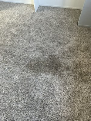Carpet cleaning - Carpet cleaning with stain removal. Carpet cleaning - Carpet cleaning with stain removal.