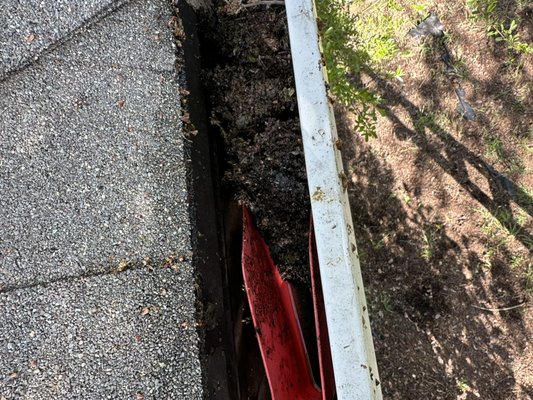 Gutter cleaning! Clogged and full of stinky water with tons of mosquito larvae swimming around in them! - I was cleaning out gutters for a renter. This customer didn’t even on the house and took it upon themselves to get me to come out and clean the gutters before further damage was caused to the house by overflowing gutters, and some of the overflowing water has been stagnant and contained, mosquito larva. Gutter cleaning! Clogged and full of stinky water with tons of mosquito larvae swimming around in them! - I was cleaning out gutters for a renter. This customer didn’t even on the house and took it upon themselves to get me to come out and clean the gutters before further damage was caused to the house by overflowing gutters, and some of the overflowing water has been stagnant and contained, mosquito larva.