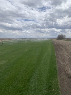 Premium Sod - Our fields produce a beautiful blend of 80% Kentucky Bluegrass & 20% Fescue.