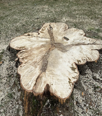 Stump Grinding - If you’re seeking a professional, fully insured stump grinding removal company, please contact us for a Free Estimate! Serving the Tri-state Areas of OH, WV, and PA Stump Grinding - If you’re seeking a professional, fully insured stump grinding removal company, please contact us for a Free Estimate! Serving the Tri-state Areas of OH, WV, and PA