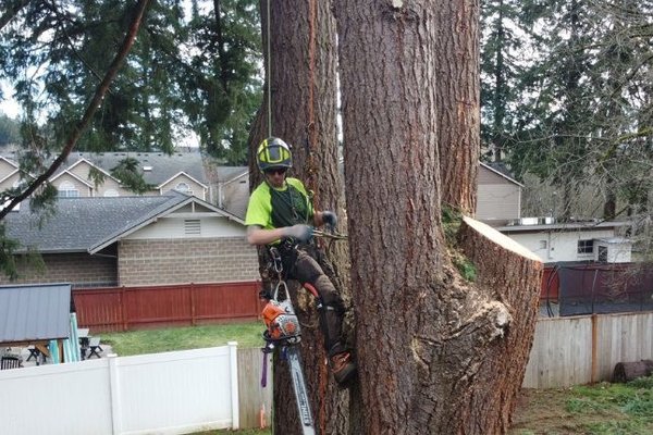 Tree Removal Services - Tree removal in the area of Portland/Vancouver generally involves:
Assessment: Our arborist inspects the tree and determines the safest removal method.
Planning: Permits may be required, and safety measures are planned. (We can obtain the permits for you)
Removal: The tree is carefully removed using techniques like climbing or crane assistance.
Cleanup: Debris is removed, and the area is cleaned up.
Stump Grinding (optional): The stump is ground down. Tree Removal Services - Tree removal in the area of Portland/Vancouver generally involves:
Assessment: Our arborist inspects the tree and determines the safest removal method.
Planning: Permits may be required, and safety measures are planned. (We can obtain the permits for you)
Removal: The tree is carefully removed using techniques like climbing or crane assistance.
Cleanup: Debris is removed, and the area is cleaned up.
Stump Grinding (optional): The stump is ground down.