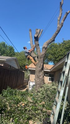 Tree removal - At Our Family Services, we believe in Faith, Family, Strength, and Love. As a family-owned and operated company, we take pride in helping homeowners keep their properties safe, beautiful, and well-maintained. From tree trimming and removals to lawn care, landscaping, yard cleanups, and storm debris removal, we treat every property as if it were our own. Our mission is simple: deliver dependable service, quality workmanship, and customer satisfaction every time.