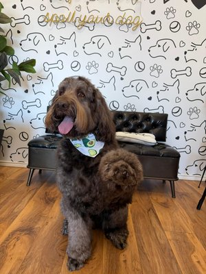 Large dog Full groom - At Petssible, our Full Groom service is designed to keep your pet looking and feeling their best. This comprehensive grooming package includes:
🐾 Premium bath with high-quality shampoo and conditioner
🐾 Blow dry and thorough brush out
🐾 Haircut and styling tailored to your pet’s breed and lifestyle
🐾 Nail trimming and filing
🐾 Ear cleaning
🐾 Sanitary trim and paw pad trimming
🐾 Light cologne and finishing touch-up
🐾 Complimentary bandana or bow (when available) Large dog Full groom - At Petssible, our Full Groom service is designed to keep your pet looking and feeling their best. This comprehensive grooming package includes:
🐾 Premium bath with high-quality shampoo and conditioner
🐾 Blow dry and thorough brush out
🐾 Haircut and styling tailored to your pet’s breed and lifestyle
🐾 Nail trimming and filing
🐾 Ear cleaning
🐾 Sanitary trim and paw pad trimming
🐾 Light cologne and finishing touch-up
🐾 Complimentary bandana or bow (when available)
