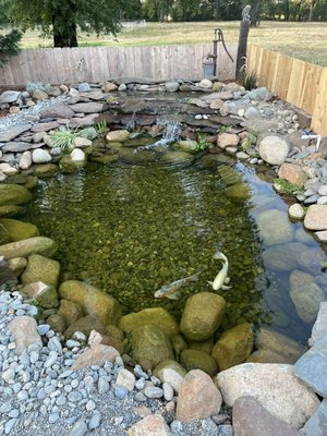 Aquaponics Koi Pond - The self filtering aquaponics koi pond naturally and beautifully filters the dirty water through a biofilter (also known as a bog filter). The sediment is filtered through a gravel pit filled with plants that use the fish waste as fertilizer. The plants soak up the nitrogen which can be harmful to the fish and return the cleaned water through a waterfall for a gorgeous yard feature Aquaponics Koi Pond - The self filtering aquaponics koi pond naturally and beautifully filters the dirty water through a biofilter (also known as a bog filter). The sediment is filtered through a gravel pit filled with plants that use the fish waste as fertilizer. The plants soak up the nitrogen which can be harmful to the fish and return the cleaned water through a waterfall for a gorgeous yard feature
