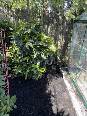 New Aucuba Installation 2023 - This was a rip out of dead bushes and installation of 5 New 20 gallon aucuba plants to fill in the space. Customer loved it and will be going with our services again! New Aucuba Installation 2023 - This was a rip out of dead bushes and installation of 5 New 20 gallon aucuba plants to fill in the space. Customer loved it and will be going with our services again!