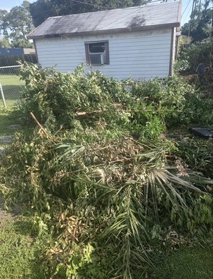 Tree clear out - This tree debris job took about an hour and the customer was very happy with the end result! Tree clear out - This tree debris job took about an hour and the customer was very happy with the end result!