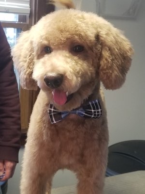 Landon's First Groom - Landon the Mini-Doodle received a full service groom. Bath, blowout, brush out, haircut, ear cleaning and nail trim Landon's First Groom - Landon the Mini-Doodle received a full service groom. Bath, blowout, brush out, haircut, ear cleaning and nail trim