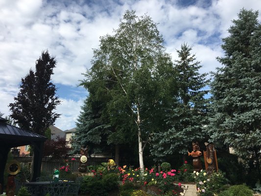 Birch tree removal from a beautifully landscaped garden - This birch tree was reaching maturity, and shading out the Blue Spruce next to it. With intention to keep the longer living spruce trees the home owner (David) elected to remove the birch. We had an enjoyable climb taking the tree in small pieces to avoid damaging the remarkable landscaping below. The garden rewarded our patience and still looked amazing when we were done, which made us happy since many of the plants were in bloom, so it would have been a pity to ruin any.
David was an ideal customer. We chatted a bit about his other trees (mostly in very good shape), discussed trimming approaches for his Japanese maple, and removed a Purple Beech that had outgrown its location. I'm pleased to record a job well done for good people. Birch tree removal from a beautifully landscaped garden - This birch tree was reaching maturity, and shading out the Blue Spruce next to it. With intention to keep the longer living spruce trees the home owner (David) elected to remove the birch. We had an enjoyable climb taking the tree in small pieces to avoid damaging the remarkable landscaping below. The garden rewarded our patience and still looked amazing when we were done, which made us happy since many of the plants were in bloom, so it would have been a pity to ruin any.
David was an ideal customer. We chatted a bit about his other trees (mostly in very good shape), discussed trimming approaches for his Japanese maple, and removed a Purple Beech that had outgrown its location. I'm pleased to record a job well done for good people.