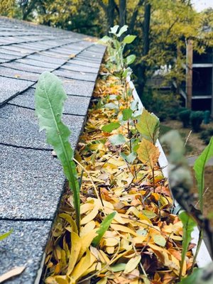 Gutter Cleaning - Our company focuses exclusively on gutter cleaning and gutter guards to help protect your home from water damage. Gutter Cleaning - Our company focuses exclusively on gutter cleaning and gutter guards to help protect your home from water damage.
