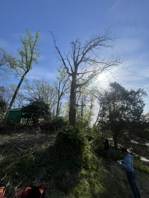 Dead oak - Oak tree removed on a steep hillside was a challenge but we got it done