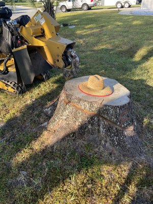 Large Stump removal at a affordable price! - These large stumps were removed safely and quickly with no turf or sprinkler damage outside of the work area!