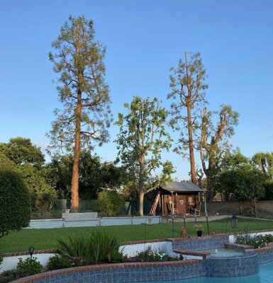 Tree Trimming - We perform professional tree services for homeowners and commercial businesses all over San Diego. Please ask us for references and we will be happy to send them your way!
No matter what tree service you are looking for, we can help, just call us for free estimates. call now (619) 636-9041 Tree Trimming - We perform professional tree services for homeowners and commercial businesses all over San Diego. Please ask us for references and we will be happy to send them your way!
No matter what tree service you are looking for, we can help, just call us for free estimates. call now (619) 636-9041