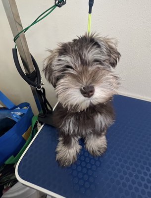 First Puppy Groom - These are only 3 grooms i’ve done. I’m looking to take more before and after pictures, I just always forget!!! First Puppy Groom - These are only 3 grooms i’ve done. I’m looking to take more before and after pictures, I just always forget!!!