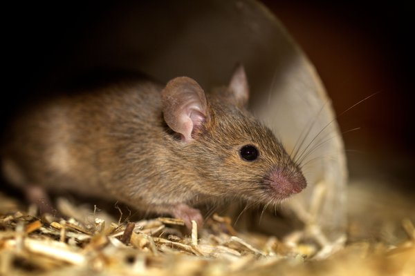 Rodent control - A systematic management and elimination of mice and rats to protect property, food supplies and public health. Rodent control - A systematic management and elimination of mice and rats to protect property, food supplies and public health.