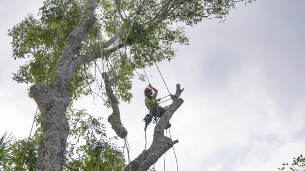 Trees | Plant, Trim, Remove - Neglected trees are a liability that includes falling limbs that might puncture a roof, cause damage to a vehicle, or worse, cause harm and serious injury to a person or pet. Growth can be controlled with careful trimming and care by a certified arborist. Professional trimming can even spur on a sparse or slow-growing tree, leading it to begin growing at a faster, healthy, pace. Trees | Plant, Trim, Remove - Neglected trees are a liability that includes falling limbs that might puncture a roof, cause damage to a vehicle, or worse, cause harm and serious injury to a person or pet. Growth can be controlled with careful trimming and care by a certified arborist. Professional trimming can even spur on a sparse or slow-growing tree, leading it to begin growing at a faster, healthy, pace.