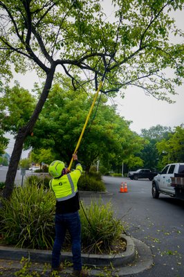 Tree Pruning (ANSI A300 Standards & ISA Best Management Practices) - If there's one thing we like more than watching funny cat videos, it's seeing the priceless reaction we get from our clients when they see our final results of their pruned trees. There's nothing more satisfying than knowing we exceeded the expectations set by our clients. We do this by following the industry standards, doing what's best for the trees, and ensuring our work is completed the right way, 100% of the time. Tree Pruning (ANSI A300 Standards & ISA Best Management Practices) - If there's one thing we like more than watching funny cat videos, it's seeing the priceless reaction we get from our clients when they see our final results of their pruned trees. There's nothing more satisfying than knowing we exceeded the expectations set by our clients. We do this by following the industry standards, doing what's best for the trees, and ensuring our work is completed the right way, 100% of the time.