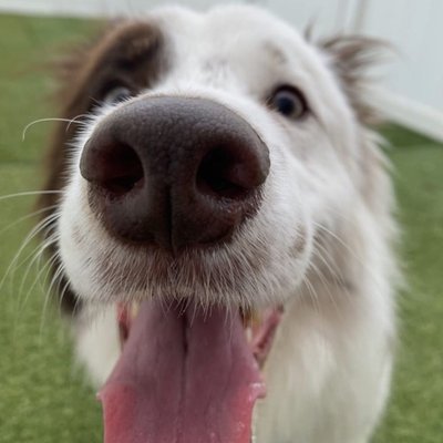Tips to Ease Your Dog's Separation Stress - We're here to help. Visit our website for more information! Tips to Ease Your Dog's Separation Stress - We're here to help. Visit our website for more information!
