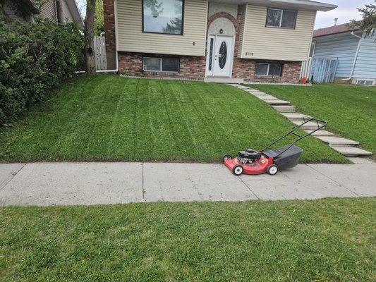 Lawn maintenance - So what i did was trimmed the existing grass to the ground watered the lawn for a couple days and then seeded it and top dressed it
