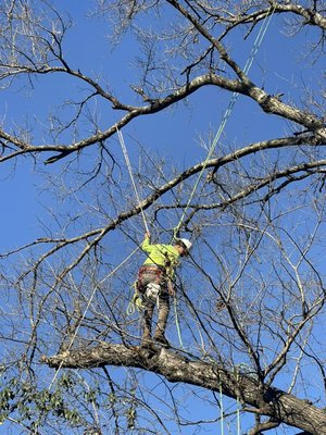 Spring tree removal and roof line clearance - We never can skip our tree pruning, always have to update our tree trimming, pruning 
Roof line clearance power lines clearance  overgrown limbs need to pruning.  Give us a call to get the best assessment