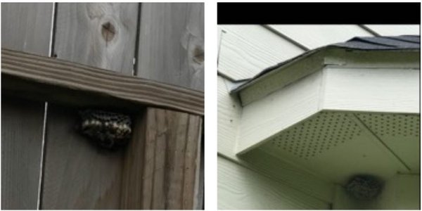 Wasps treatment - You've noticed wasp activity around your house but need to know where it originated. Most of the time, they love to nest behind brick walls, siding, and soffits. Finding their nest is complicated, so please call me at (832)306-6846 for a free inspection and let me help you. Wasps treatment - You've noticed wasp activity around your house but need to know where it originated. Most of the time, they love to nest behind brick walls, siding, and soffits. Finding their nest is complicated, so please call me at (832)306-6846 for a free inspection and let me help you.