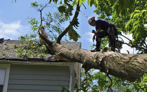 Emergency Tree Removal Services - MLM Tree Service serves both Commercial and Residential customers in Portage, MI and surrounding areas with the professionalism and the level of care that only experience and the highest commitment can bring. With over 20 years in the industry, we provide many tree related services including difficult tree removal, tree trimming, as well as entire lot clearings. MLM also sells seasoned firewood in many forms. We provide residential, as well as commercial services. With the latest safety technology and equipment, we are proud to offer exceptional work at fair prices.
Trust our team of skilled employees to get the job right! Emergency Tree Removal Services - MLM Tree Service serves both Commercial and Residential customers in Portage, MI and surrounding areas with the professionalism and the level of care that only experience and the highest commitment can bring. With over 20 years in the industry, we provide many tree related services including difficult tree removal, tree trimming, as well as entire lot clearings. MLM also sells seasoned firewood in many forms. We provide residential, as well as commercial services. With the latest safety technology and equipment, we are proud to offer exceptional work at fair prices.
Trust our team of skilled employees to get the job right!