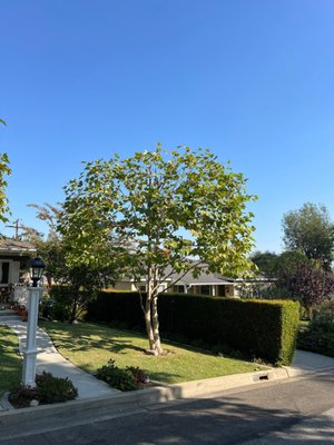 🌳 Sycamore Tree Pruning - This tree right here is a Sycamore Tree. Our customer wanted to prune the tree. Below are some pictures of how the tree looked before and the final results. 🌳 Sycamore Tree Pruning - This tree right here is a Sycamore Tree. Our customer wanted to prune the tree. Below are some pictures of how the tree looked before and the final results.