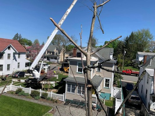 Tree Removal - Call for a Free Estimate