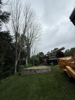 TREE REMOVAL - We are here to help you give us a call we do free estimates. TREE REMOVAL - We are here to help you give us a call we do free estimates.