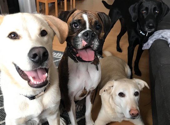 Dog Boarding (Overnight) - During their boarding stay your pup gets to go on a vacation of their own. Where they get to play as long as they want with friends and get to snuggle up when they are tired. Dog Boarding (Overnight) - During their boarding stay your pup gets to go on a vacation of their own. Where they get to play as long as they want with friends and get to snuggle up when they are tired.