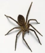 Our Guarantee - Fast response. Easy appointment scheduling. Affordable prices. No more pest problem.
Basically, I am promising that you’ll be one of my many happy clients. Check out all the great reviews online.
You just want extermination services that work, and that’s what we deliver time and time again. Our Guarantee - Fast response. Easy appointment scheduling. Affordable prices. No more pest problem.
Basically, I am promising that you’ll be one of my many happy clients. Check out all the great reviews online.
You just want extermination services that work, and that’s what we deliver time and time again.
