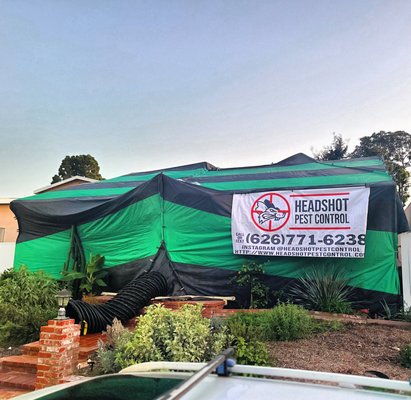 Structural Fumigation - Get a company that can do it all! If your company can't perform fumigations , it's not a full service company. Structural Fumigations are a bit more involved than other services but it will get you a 100% elimination. We know you have your plate full with daily life , so that's why Headshot Pest Control is with you 100% of the way. We will schedule the Gas turn off/turn on and will be there when the tarps go up and down . You won't be disappointed with Headshot Services.