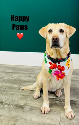 Full grooming - Vanessa had an amazing time at Happy Paws, we did two shampoos, conditioner, paw trim, nail clipping, ear cleaning, and deshedding treatment. Full grooming - Vanessa had an amazing time at Happy Paws, we did two shampoos, conditioner, paw trim, nail clipping, ear cleaning, and deshedding treatment.