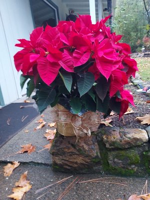 Christmas - Send a beautiful Poinsettia, Peace Lily, or Decorated Small Tree to bring the spirit of Christmas to someone on your list. Christmas - Send a beautiful Poinsettia, Peace Lily, or Decorated Small Tree to bring the spirit of Christmas to someone on your list.