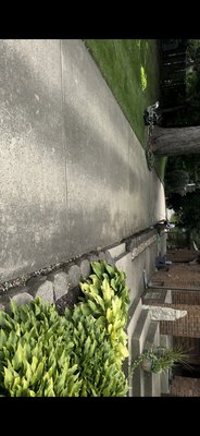 35+ year old driveway never been cleaned!! - Imagine a driveway and stone surface that haven't been cleaned in over 35 years—it's a sight to behold! Layers of mold and algae have accumulated, creating a slippery hazard, especially when it rains or snows. The slick surface can be dangerous to walk on, posing a risk for slips and falls.
This buildup not only detracts from the appearance of your property but also compromises safety. Regular cleaning is essential to maintain both the aesthetic and functional aspects of your driveway. At K&W Pressure Washing, we specialize in reviving neglected surfaces, ensuring they are not only clean but also safe for you and your family to navigate. 35+ year old driveway never been cleaned!! - Imagine a driveway and stone surface that haven't been cleaned in over 35 years—it's a sight to behold! Layers of mold and algae have accumulated, creating a slippery hazard, especially when it rains or snows. The slick surface can be dangerous to walk on, posing a risk for slips and falls.
This buildup not only detracts from the appearance of your property but also compromises safety. Regular cleaning is essential to maintain both the aesthetic and functional aspects of your driveway. At K&W Pressure Washing, we specialize in reviving neglected surfaces, ensuring they are not only clean but also safe for you and your family to navigate.