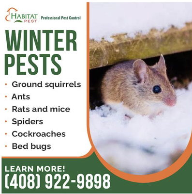 Rodent & Rat Infestion Removal and Control - Free Inspection: A trained inspector will identify the type and severity of the infestation and provide you with a custom treatment plan to remove the rodents and return your home to a safe and sanitary condition.
Exclusion & Trapping: Getting rid of rodents begins with identifying and repairing the areas they use to access your home. Once our technician rodent-proofs your home, traps are installed in the infested areas.
Clean Up & Sanitizing: Rodents are messy! Our thorough technicians will clean up the contaminated areas of your attic and crawlspace. This may include the removal and replacement of soiled insulation and vapor barrier. Contaminated areas are then sanitized and deodorized.
Ongoing Protection: The best way to maintain a rodent free environment is for our technician to regularly monitor your home. On these visits, the trapping system is checked and the vulnerable areas of your home are inspected.
Our Rodent Guarantee: If these steps are followed, we guarantee your home will be rodent free. If rats or mice find a way back into your home on our watch, we’ll get rid of them!
Contact us to schedule your free inspection (408) 922-9898. Rodent & Rat Infestion Removal and Control - Free Inspection: A trained inspector will identify the type and severity of the infestation and provide you with a custom treatment plan to remove the rodents and return your home to a safe and sanitary condition.
Exclusion & Trapping: Getting rid of rodents begins with identifying and repairing the areas they use to access your home. Once our technician rodent-proofs your home, traps are installed in the infested areas.
Clean Up & Sanitizing: Rodents are messy! Our thorough technicians will clean up the contaminated areas of your attic and crawlspace. This may include the removal and replacement of soiled insulation and vapor barrier. Contaminated areas are then sanitized and deodorized.
Ongoing Protection: The best way to maintain a rodent free environment is for our technician to regularly monitor your home. On these visits, the trapping system is checked and the vulnerable areas of your home are inspected.
Our Rodent Guarantee: If these steps are followed, we guarantee your home will be rodent free. If rats or mice find a way back into your home on our watch, we’ll get rid of them!
Contact us to schedule your free inspection (408) 922-9898.