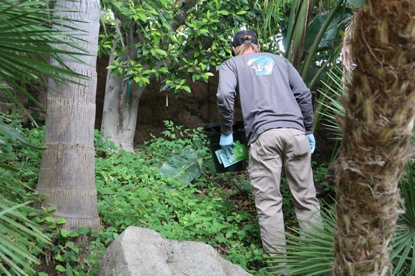 Mosquito Control - We got a call from one of our customers that they wanted to do our Mosquito Upgraded Package! This package includes InCare2 Traps serviced monthly and monthly fogging in the problem areas. Mosquito Control - We got a call from one of our customers that they wanted to do our Mosquito Upgraded Package! This package includes InCare2 Traps serviced monthly and monthly fogging in the problem areas.