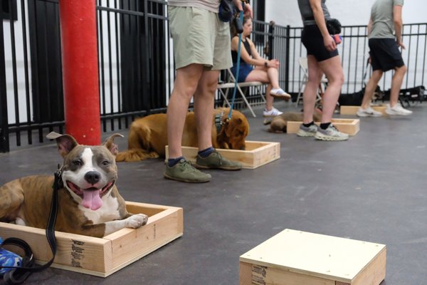 Indoor group classes! - Our training packages focus on helping the handler attain control and engagement, and socializing through obedience while creating a positive experience for dogs and people! Some of the dogs had aggression issues and could not be around dogs, some were dealing with high anxiety, and some were just looking to improve on the training they've already done! What is most important is that we come together with the purpose improving the quality of our dog ownership lifestyle.