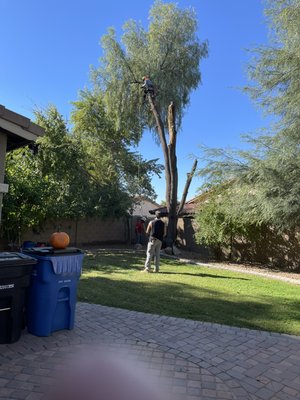 Acacia removal queen creek - This was an problem tree growing into the neighbors backyard. It was a multi-trunk tree about 25 years old. We removed and stump grind in 6 hours Acacia removal queen creek - This was an problem tree growing into the neighbors backyard. It was a multi-trunk tree about 25 years old. We removed and stump grind in 6 hours