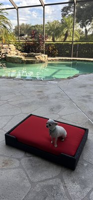 Poolside - Using outdoor foam, outdoor thread, and outdoor fabric ensures durable and high-quality outdoor seating, whether it's for you or your dog. Poolside - Using outdoor foam, outdoor thread, and outdoor fabric ensures durable and high-quality outdoor seating, whether it's for you or your dog.