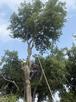 Tree removal in the San Antonio area - We have done many tree removal in the past but some are different than others. This one job was an eye opener on how trees are tough to be removed but when we are called to to help the house owners, we do the necessary to  to acomódate.